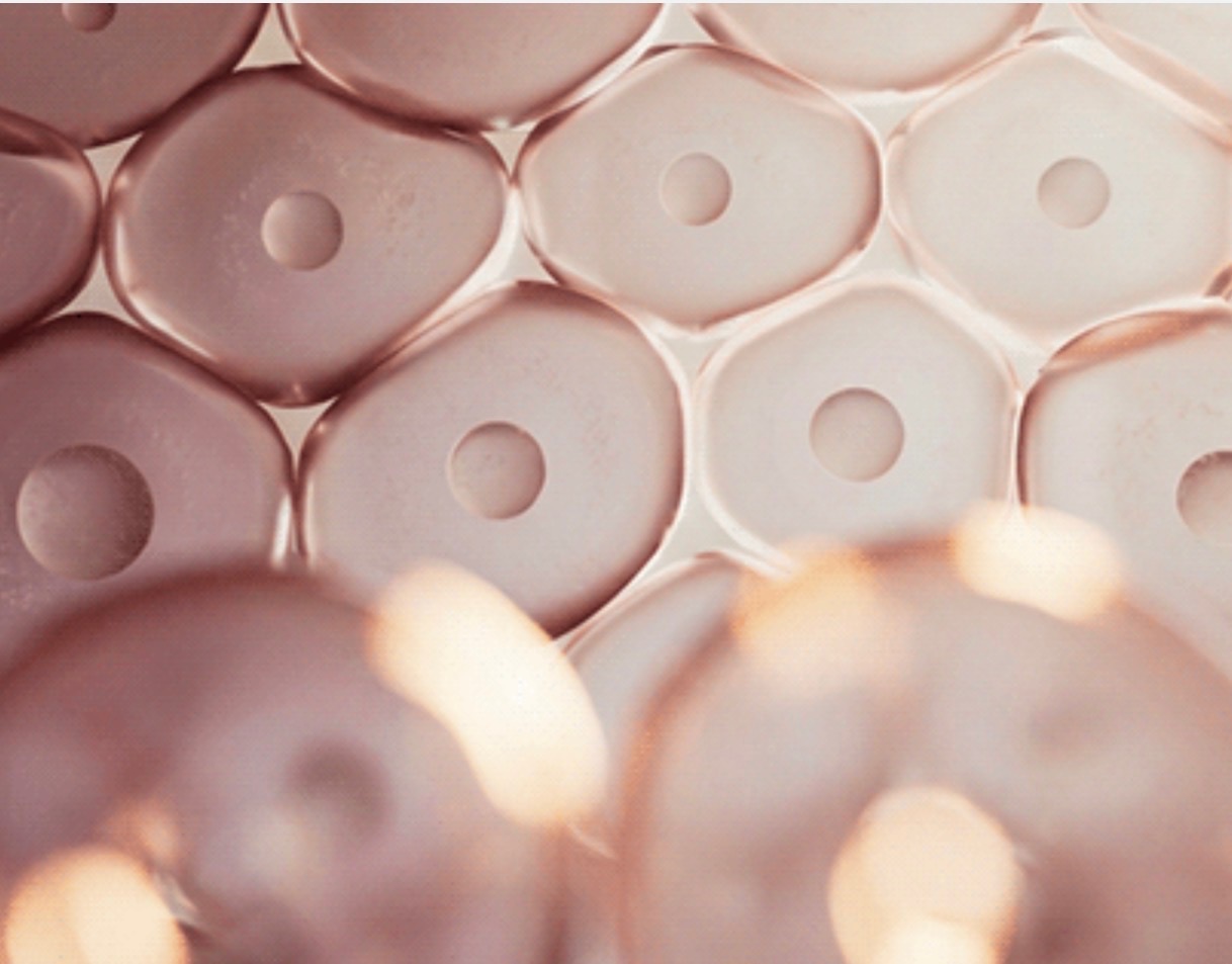 A closer look — cellular renewal at the heart of every therapy